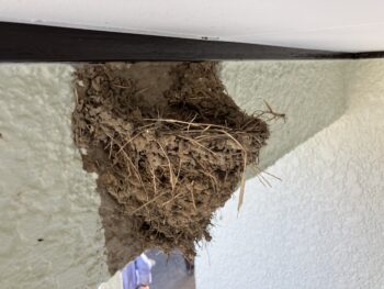 外壁塗装時にあったツバメの巣を後日撤去して壁を補修|アフターメンテナンス|伊豆市