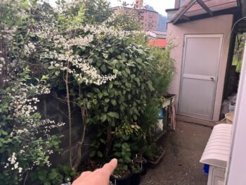 庭の植物